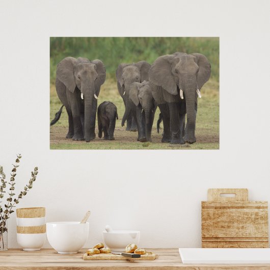 Elefantenfamilie Poster (Küche)