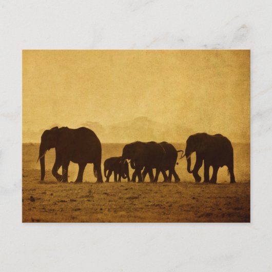 Elefantenfamilie Postkarte (Vorderseite)