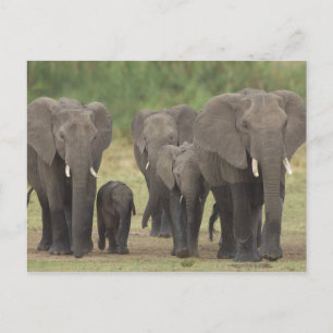 Elefantenfamilie Postkarte