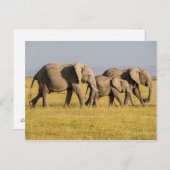 Elefantenfamilienwandern Postkarte (Vorne/Hinten)