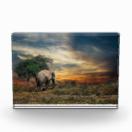 Elefantengehen bei Sonnenuntergang Fotoblock