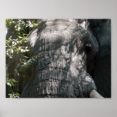 Elefantengesicht Poster (Vorne)