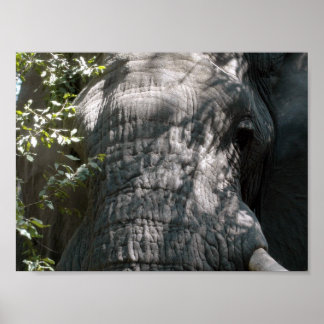 Elefantengesicht Poster