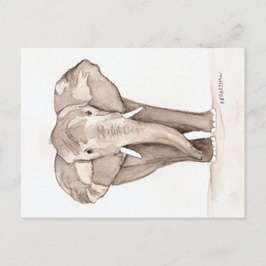 Elefantengrußkarte Postkarte (Vorderseite)