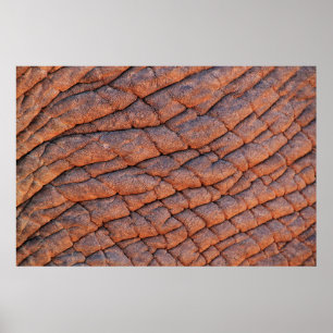 Elefantenhautelephant Poster