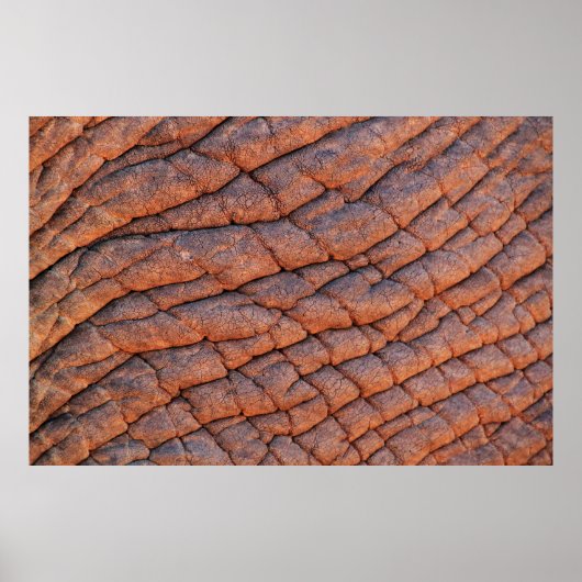 Elefantenhautelephant Poster (Vorne)