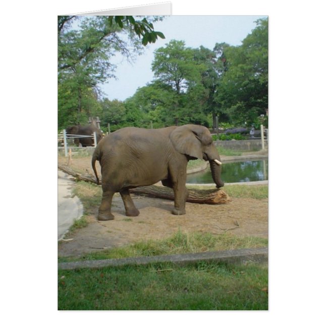 Elefantenkarte! (Vorne)