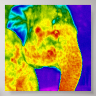 Elefantenkopf Poster