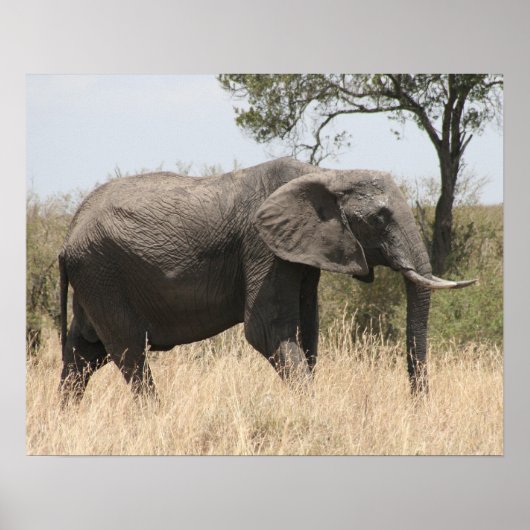 Elefantenmasai Poster (Vorne)