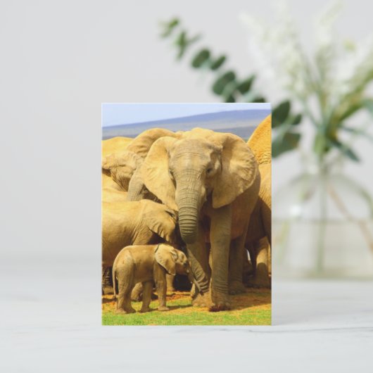 Elefantenmutter und Kalb Postkarte (Stehend Vorderseite)