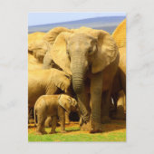 Elefantenmutter und Kalb Postkarte (Vorderseite)