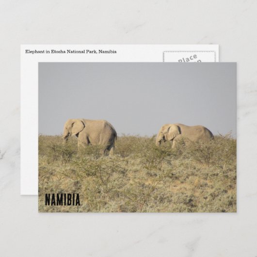 Elefantennamibia Postkarte (Vorne/Hinten)