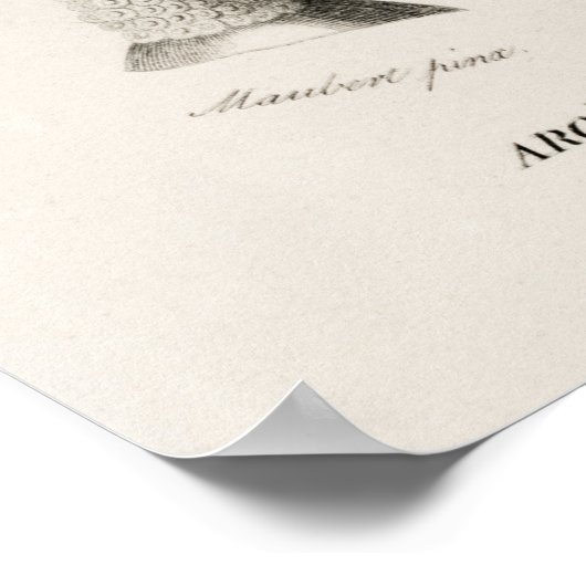 Elefantenohr (Caladium bicolor) Poster (Ecke)