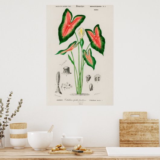 Elefantenohr (Caladium bicolor) Poster (Küche)