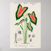 Elefantenohr (Caladium bicolor) Poster (Vorne)