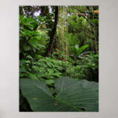 Elefantenohr im Regenwald Poster (Vorne)