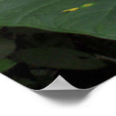 Elefantenohr im Regenwald Poster (Ecke)