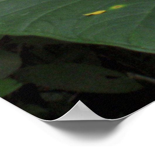 Elefantenohr im Regenwald Poster (Ecke)