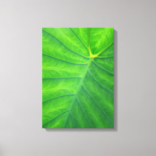 Elefantenohren - Kolokasien Leinwanddruck