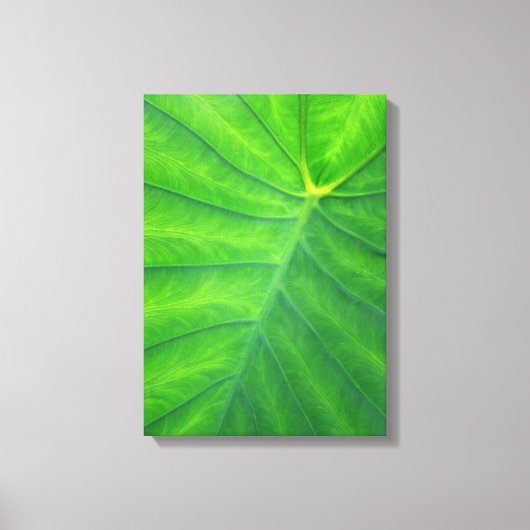 Elefantenohren - Kolokasien Leinwanddruck (Vorderseite)