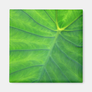 Elefantenohren - Kolokasien Magnet