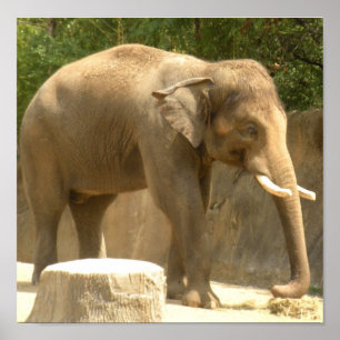 Elefantenposter Poster