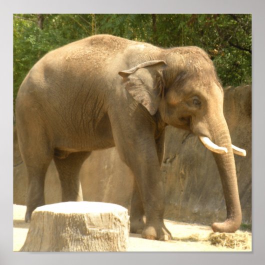 Elefantenposter Poster (Vorne)