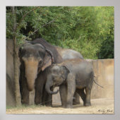 Elefantenposter Poster (Vorne)