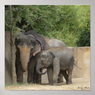 Elefantenposter Poster