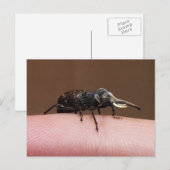 Elefantenpostkarte Postkarte (Vorne/Hinten)