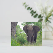 Elefantenpostkarte Postkarte (Stehend Vorderseite)