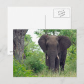 Elefantenpostkarte Postkarte (Vorne/Hinten)