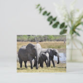 Elefantenpostkarte Postkarte (Stehend Vorderseite)
