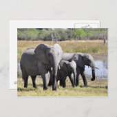 Elefantenpostkarte Postkarte (Vorne/Hinten)