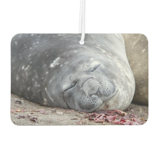 Elefantenschlafen Siegel Autolufterfrischer (Rückseite)