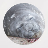 Elefantenschlafen Siegel Etiketten (Design 2)