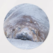 Elefantenschlafen Siegel Etiketten (Design 1)