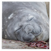 Elefantenschlafen Siegel Fliese (Vorderseite)