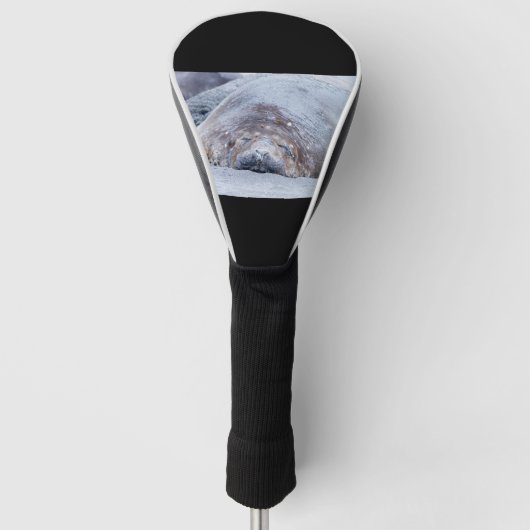 Elefantenschlafen Siegel Golf Headcover (Vorderseite)