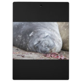 Elefantenschlafen Siegel Klemmbrett (Rückseite)