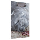 Elefantenschlafen Siegel Klemmbrett (Rechts)