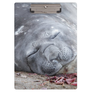 Elefantenschlafen Siegel Klemmbrett