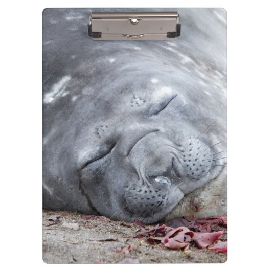Elefantenschlafen Siegel Klemmbrett (Vorderseite)