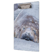 Elefantenschlafen Siegel Klemmbrett (Links)