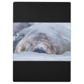 Elefantenschlafen Siegel Klemmbrett (Rückseite)