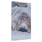 Elefantenschlafen Siegel Klemmbrett (Rechts)