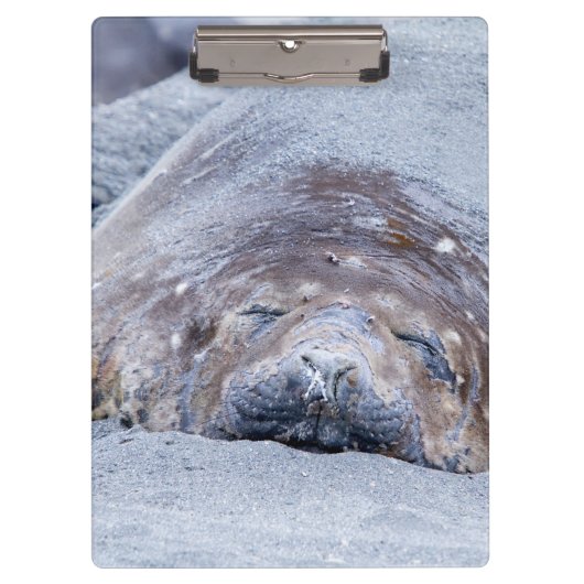 Elefantenschlafen Siegel Klemmbrett (Vorderseite)