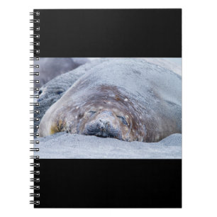 Elefantenschlafen Siegel Notizblock