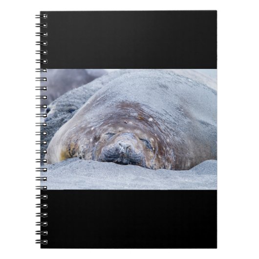 Elefantenschlafen Siegel Notizblock (Vorderseite)