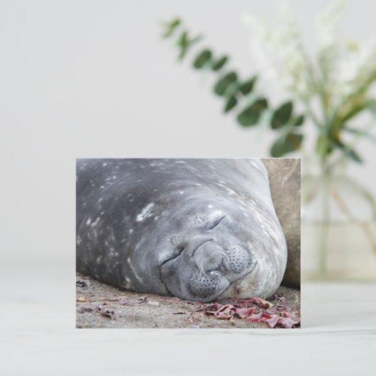 Elefantenschlafen Siegel Postkarte (Stehend Vorderseite)